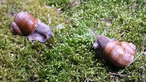 Two snails crawl towards each other in the green moss. Stock Footage 201029050