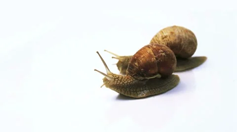 Two snails crawl on a white background Stock Footage 7905746