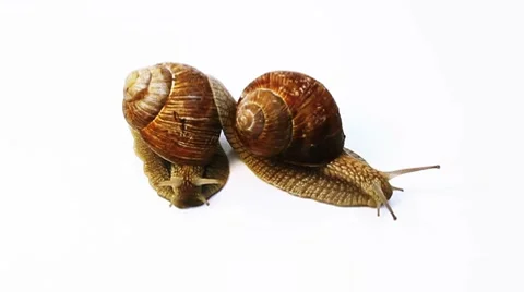 Two snails crawl on a white background Video stock 8520355