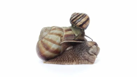Two snails crawl on a white background close-up,selective focus. Stock Footage 155244595
