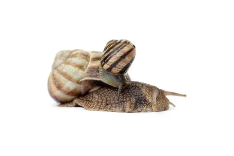 Two snails crawl on a white background close-up,selective focus. Stock Photos