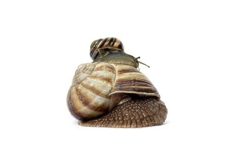 Two snails crawl on a white background close-up,selective focus. Stock-Fotos