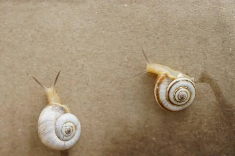 Two snails crawling on a cardboard wall Photos