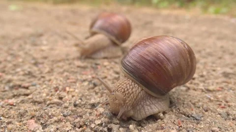 Two snails crawling each other Stock Footage 51754881