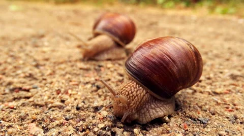 Two snails crawling each other changing focus Stock Footage 57992812