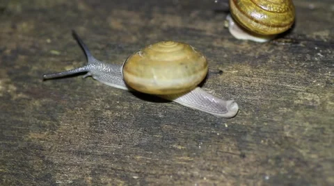 Two snails crawling Stock Footage 56891812