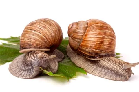 Two snails crawling on the grape leaves white background Stockfoto's