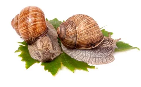 Two snails crawling on the grape leaves white background Stockfoto's