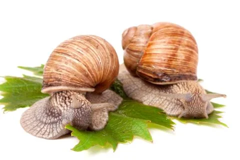 Two snails crawling on the grape leaves white background Stockfoto's