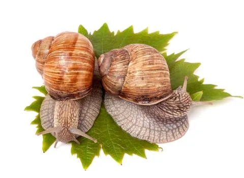 Two snails crawling on the grape leaves white background 스톡 사진