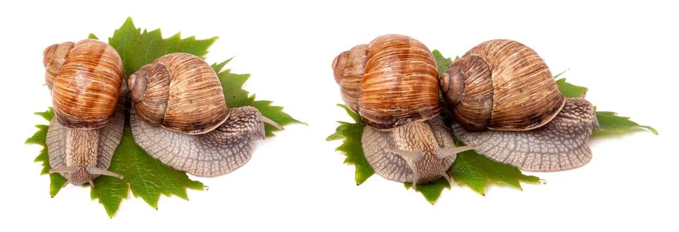 Two snails crawling on the grape leaves white background Stock Photos