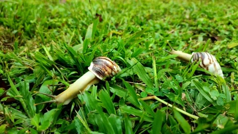 Two snails crawling in the green grass Stock Footage 224334462