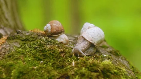 Two snails crawling over moss in the forest. Stock Footage 87138741