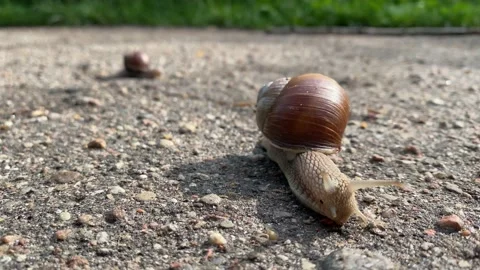Two snails crawling on the pavement Stock Footage 135463246