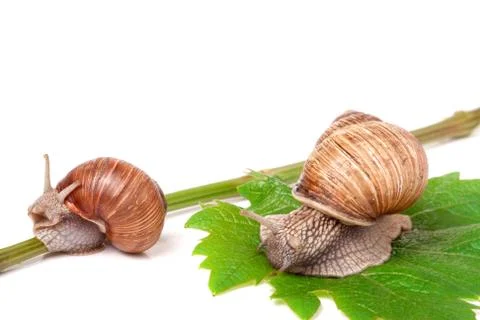 Two snails crawling on the vine with leaf white background Stock Photos