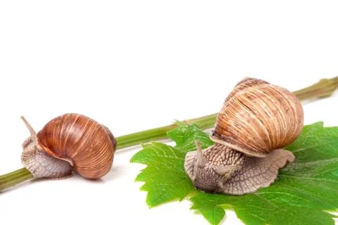Two snails crawling on the vine with leaf white background Foto stock