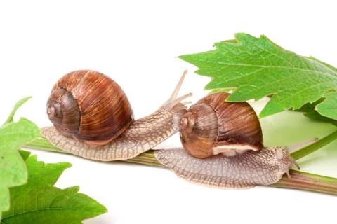 Two snails crawling on the vine with leaf white background Stockfoto's