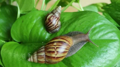 Two snails crawling on a wet Golden Pothos leaf, a little one slipping down Stock Footage 283844748