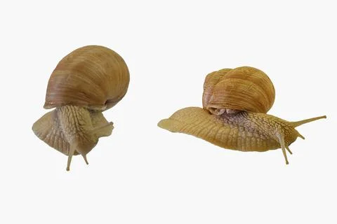 Two snails crawling on white background. Helix pomatia, two snails isolated on Stock-Fotos