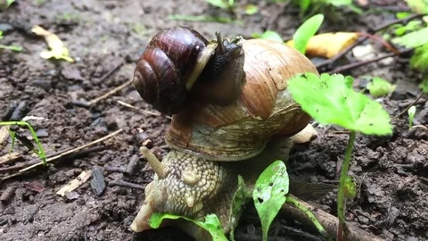 Two snails crawling in the wild Stock Footage 77006640