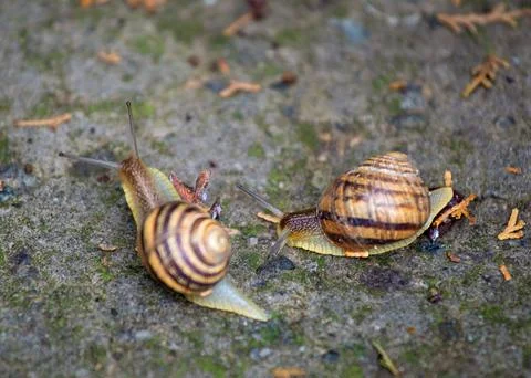 Two snails crawls on a gray stone, close-up. Stock Photos