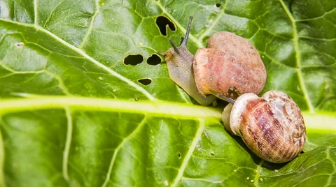 Two Snails Creeping on a Green Leaf Video stock 57783679