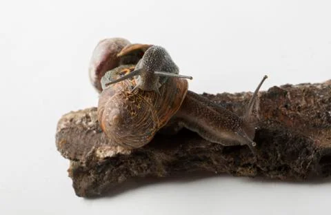 Two snails creeping Stock Photos