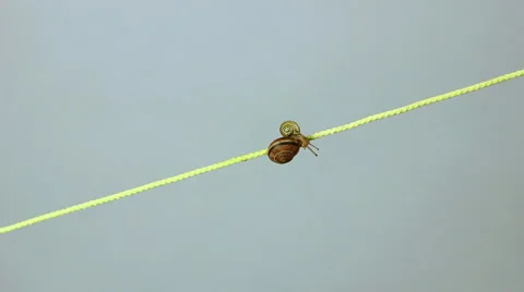Two snails creeping together along a string in time lapse speed 動画素材 43793278