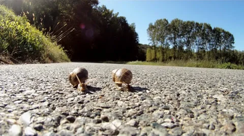 Two snails in danger Video stock 33540019