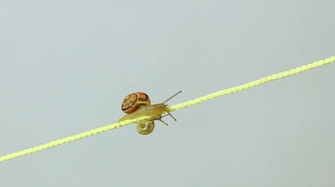 Two snails doing battle along a yellow string in time lapse speed 動画素材 43793708