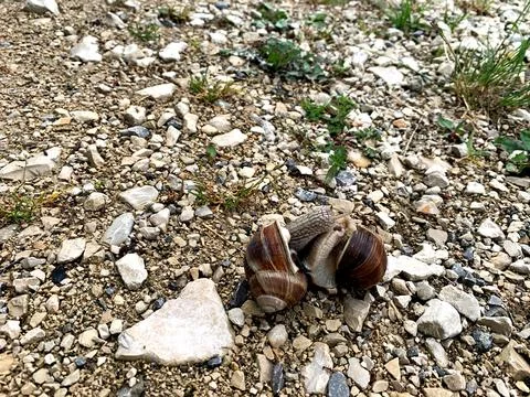 Two snails explore a gravelly ground, showcasing their movements under warm.. Stock Photos