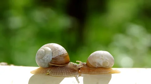 Two snails Stock Footage 37535369