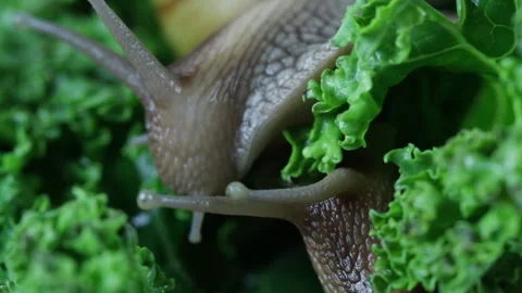 Two snails in the forest, macro 库存影片 123412714