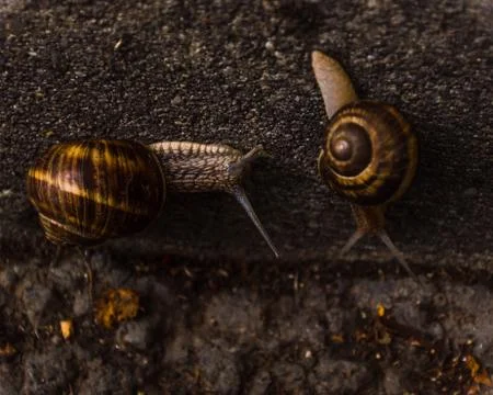 Two snails getting to know each other Stock Photos