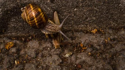 Two snails getting to know each other Stock Photos