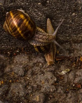Two snails getting to know each other Stock Photos