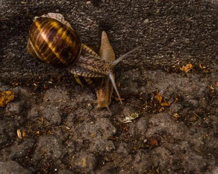 Two snails getting to know each other Stock Photos