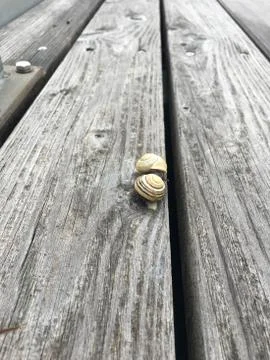 Two snails on the gray floor Stock Photos