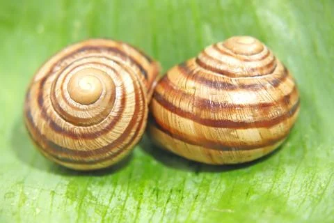 Two snails on a green leaf. Stock Photos