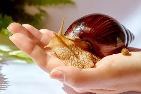 Two snails on the hand 스톡 사진