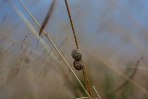 Two snails hanging on a stick Stock Photos