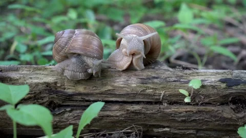 Two snails, Helix pomatia, crawl next to each other on a log on a green backgrou Video stock 89967332
