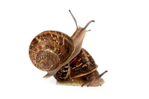Two snails isolated on white Foto stock