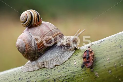 Two snails on leaf. (helix pomatia and cepaea vindobonensis) Stock Photos