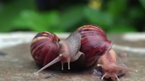 Two snails looking at the camera. Stock Footage 169172065