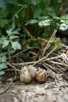Two snails mate. They connected with each other. On a natural background. Stock Photos