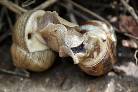 Two snails mate. They connected with each other. On a natural background. Stock Photos