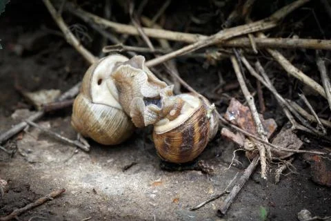 Two snails mate. They connected with each other. On a natural background. Stock Photos