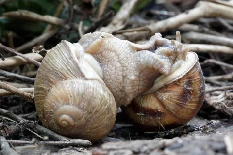 Two snails mate. They connected with each other. On a natural background. Stock Photos