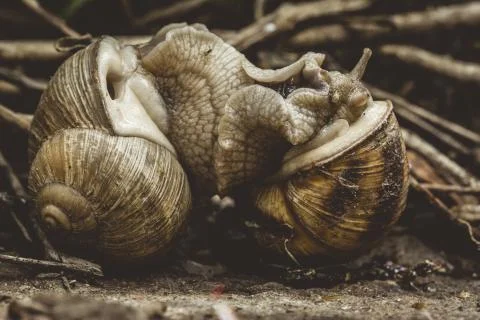 Two snails mate. They connected with each other. On a natural background. Stock Photos